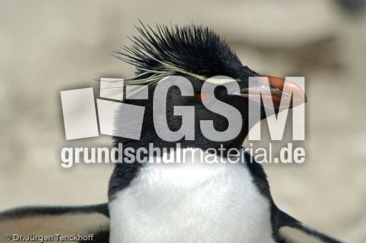 Felsenpinguine (31 von 40).jpg